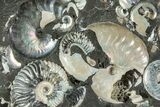 Iridescent Ammonite (Deshayesites & Aconeceras) Cluster #228153-1